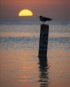seagul at sunset time